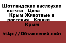 Шотландские вислоухие котята › Цена ­ 5 000 - Крым Животные и растения » Кошки   . Крым